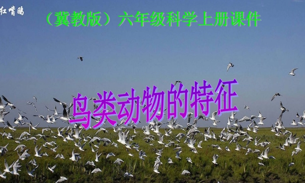 冀教小学科学六上册《3鸟类动物的特征》PPT课件.ppt