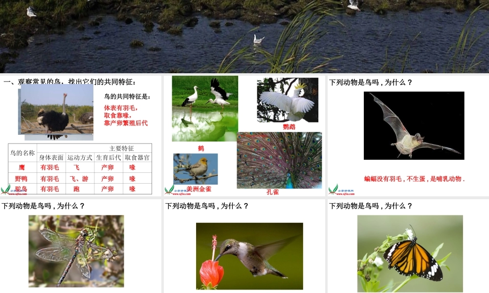 冀教小学科学六上册《3鸟类动物的特征》PPT课件.ppt