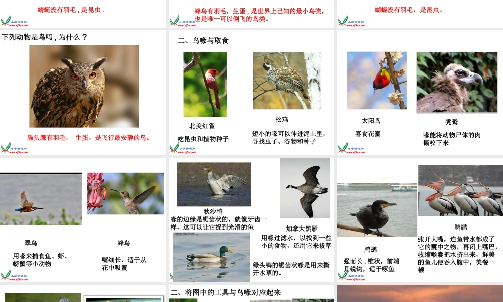 冀教小学科学六上册《3鸟类动物的特征》PPT课件.ppt