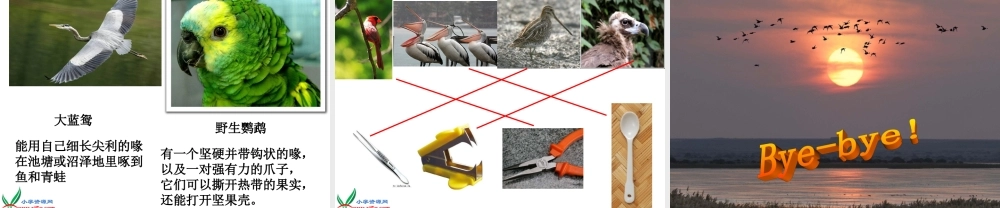 冀教小学科学六上册《3鸟类动物的特征》PPT课件.ppt