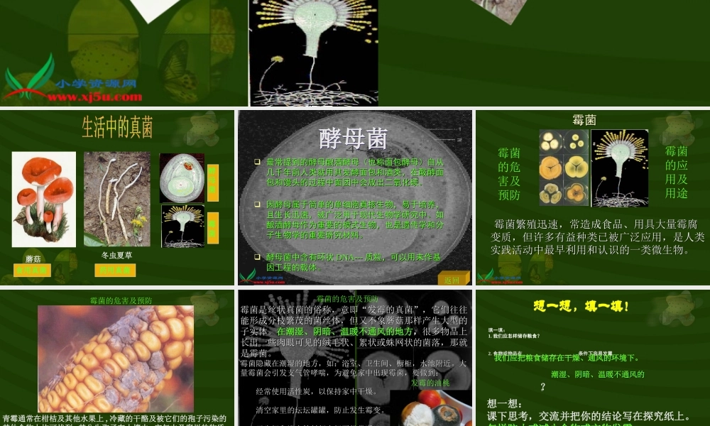 冀教小学科学六上册《6生活中的真菌》PPT课件 (1).ppt