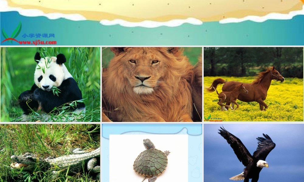 冀教小学科学六上册《4种类繁多的动物》PPT课件.ppt