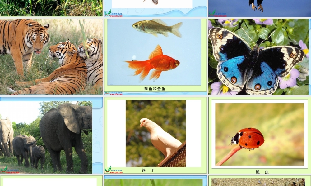 冀教小学科学六上册《4种类繁多的动物》PPT课件.ppt