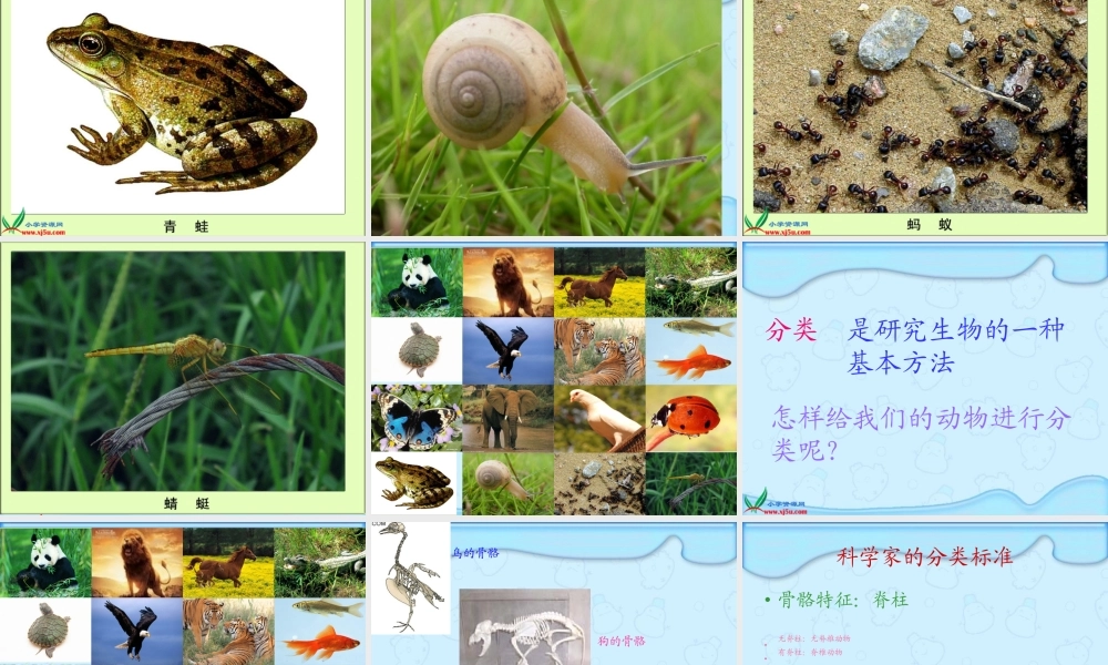 冀教小学科学六上册《4种类繁多的动物》PPT课件.ppt