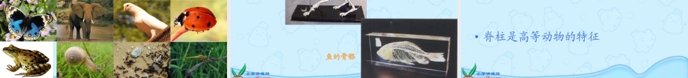 冀教小学科学六上册《4种类繁多的动物》PPT课件.ppt