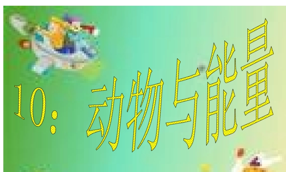 冀教小学科学六上册《10动物与能量》PPT课件2.ppt