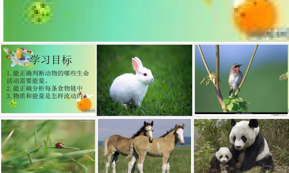 冀教小学科学六上册《10动物与能量》PPT课件2.ppt