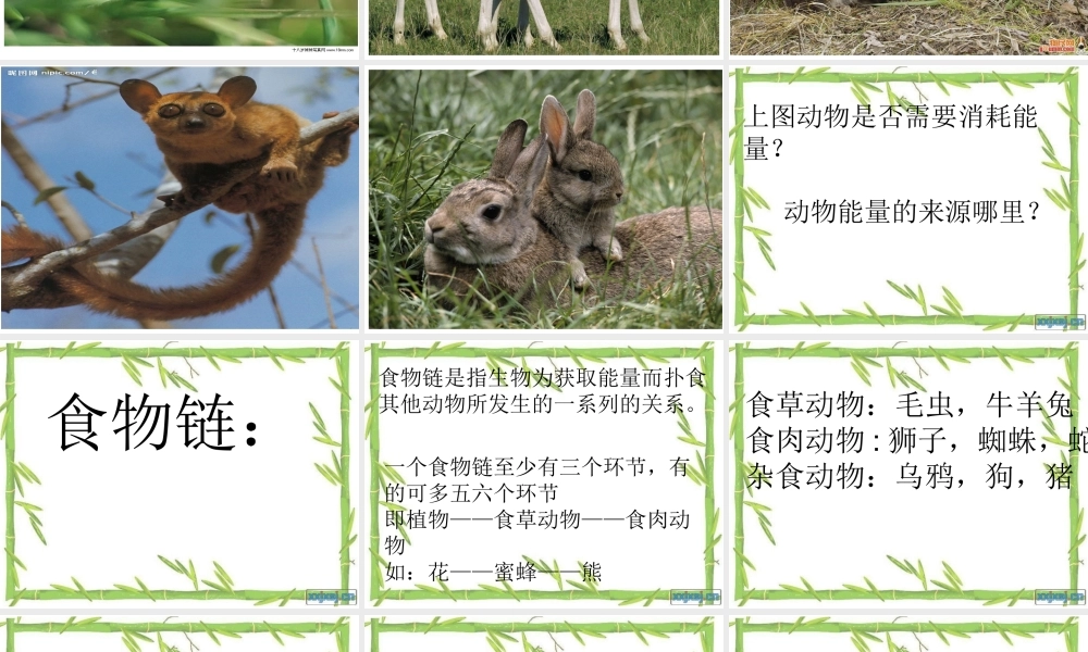 冀教小学科学六上册《10动物与能量》PPT课件2.ppt