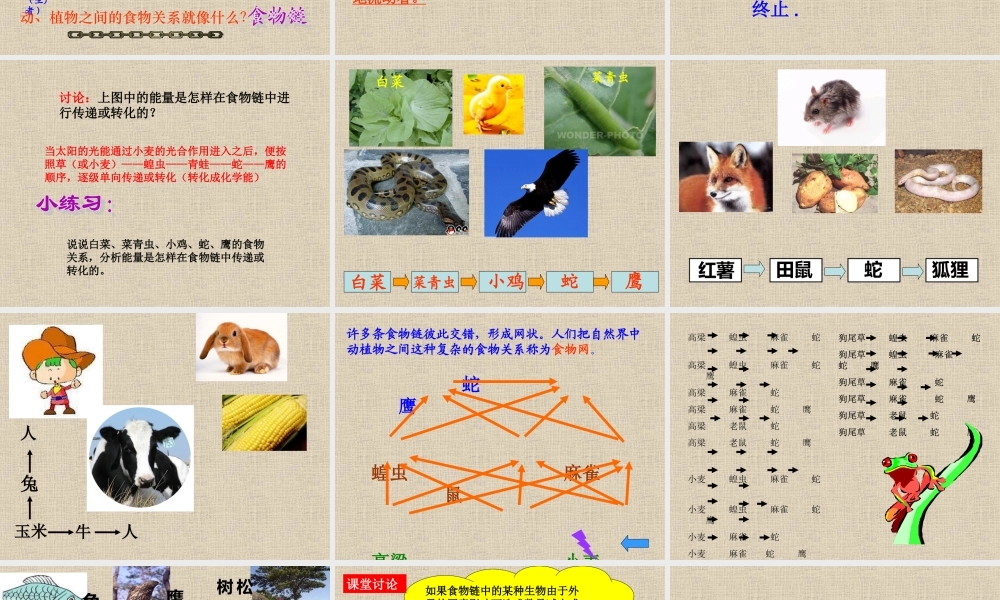 冀教小学科学六上册《10动物与能量》PPT课件.ppt