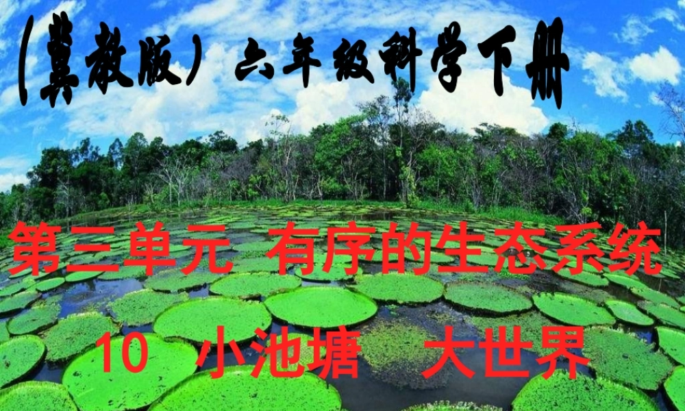 冀教小学科学六下册《10小池塘大世界》PPT课件.ppt
