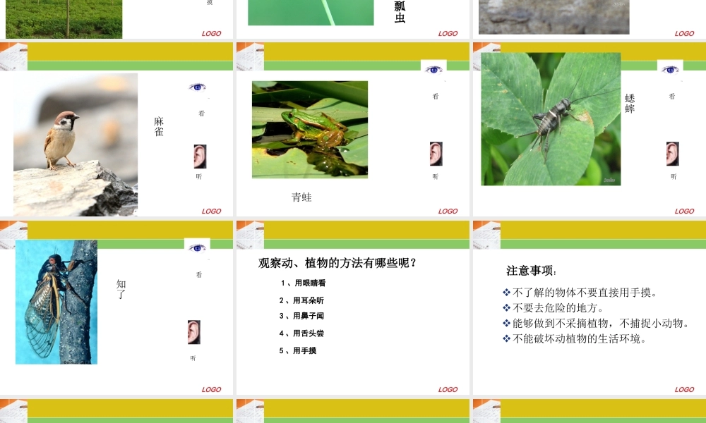 冀教小学科学三上册《3寻找动物和植物》PPT课件.ppt