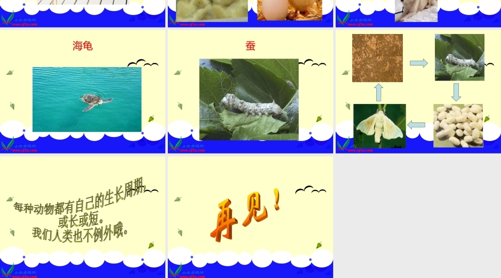 冀教小学科学四下册《14小动物的生长 》PPT课件 (1).ppt