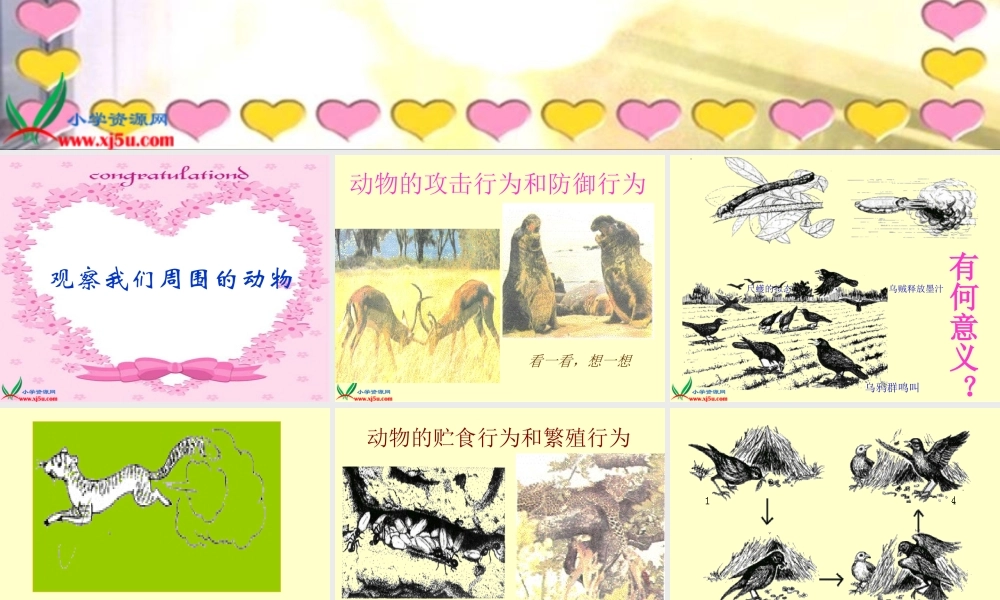 冀教小学科学四下册《10周围的生物 》PPT课件.ppt