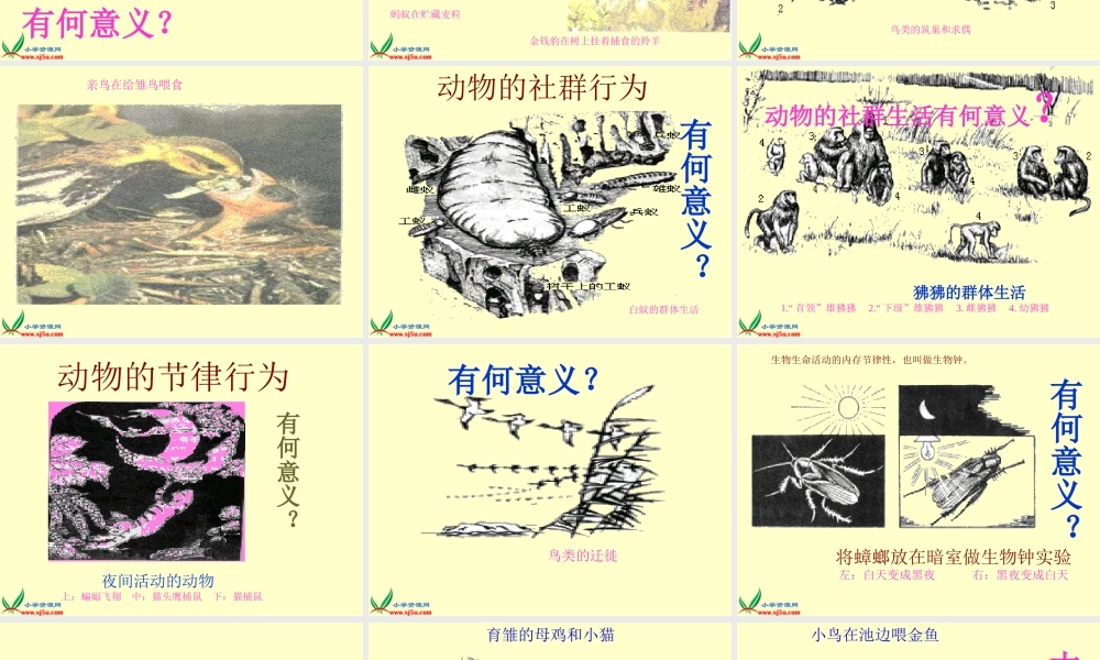 冀教小学科学四下册《10周围的生物 》PPT课件.ppt