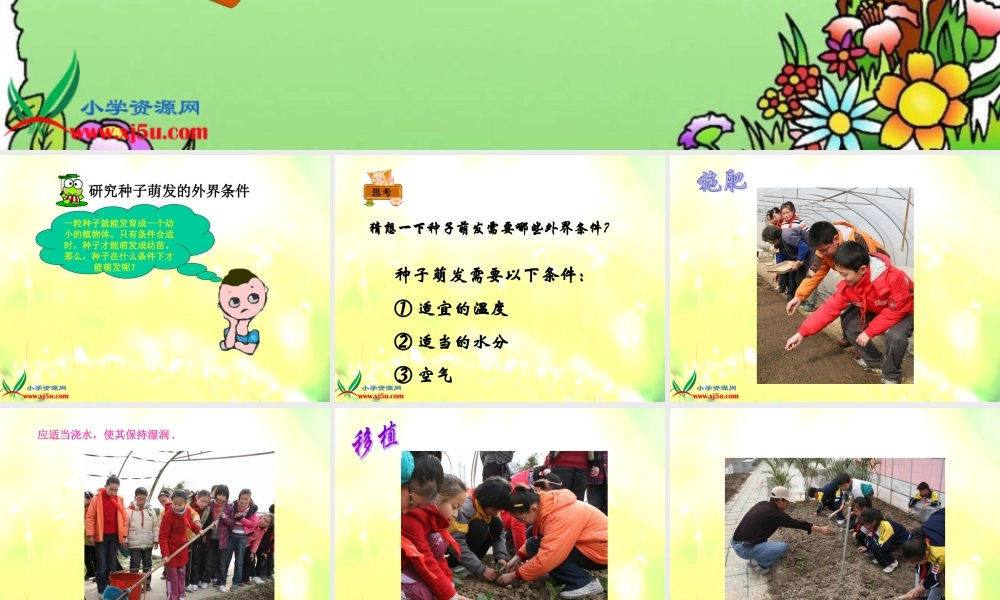 冀教小学科学四下册《11种茄子 》PPT课件.ppt