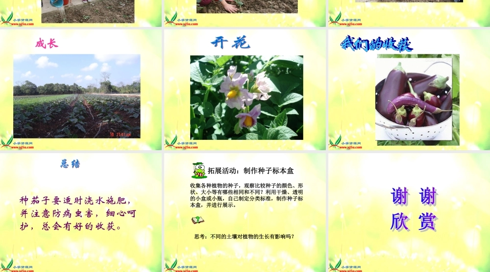 冀教小学科学四下册《11种茄子 》PPT课件.ppt