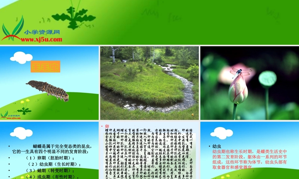 冀教小学科学四下册《15毛毛虫不见了 》PPT课件.ppt