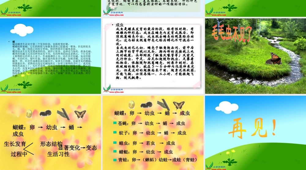 冀教小学科学四下册《15毛毛虫不见了 》PPT课件.ppt