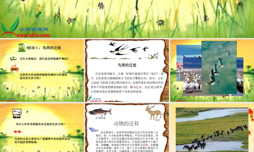 冀教小学科学五上册《7燕子南飞 》PPT课件.ppt