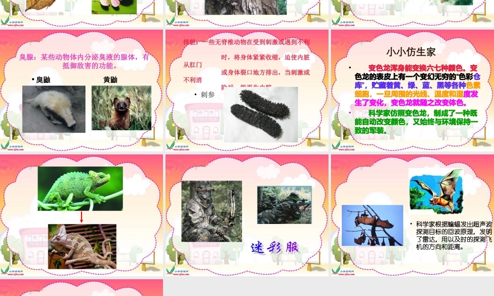 冀教小学科学五上册《9奇妙的护身术 》PPT课件 (2).ppt