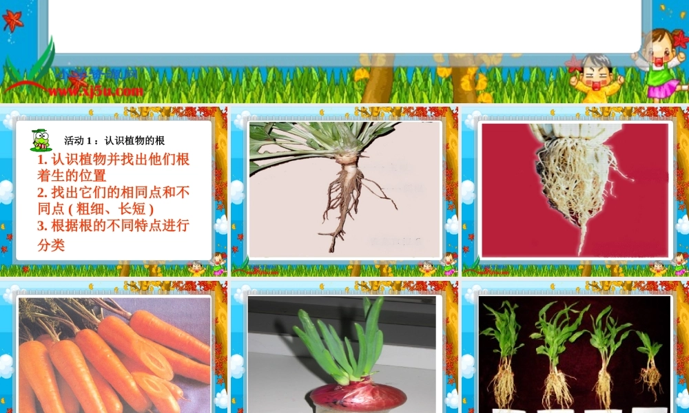 冀教小学科学五上册《4根与茎 》PPT课件.ppt