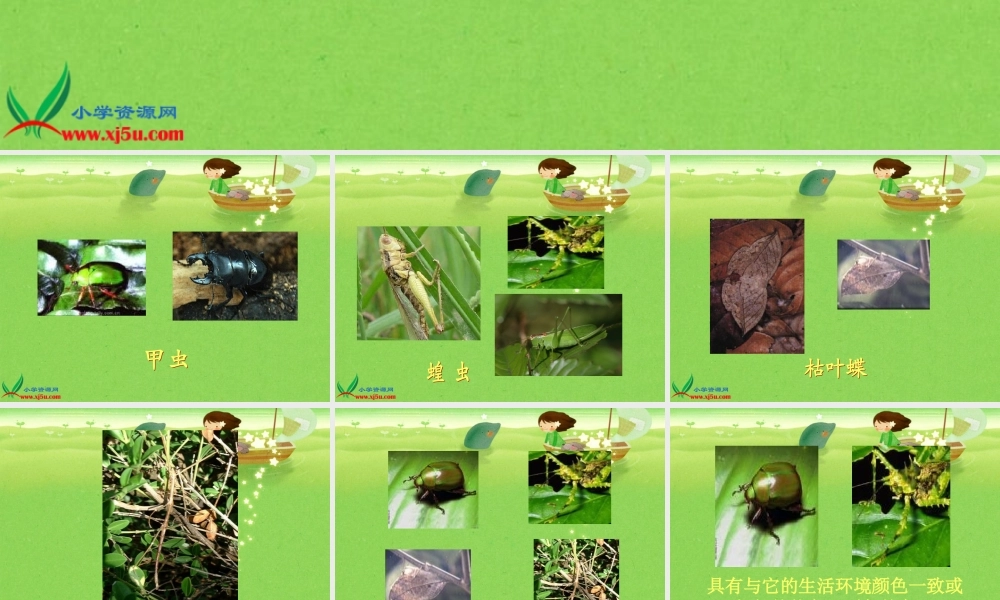 冀教小学科学五上册《9奇妙的护身术 》PPT课件 (1).ppt
