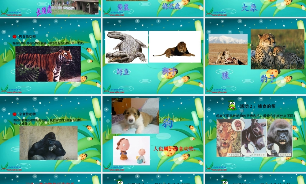 冀教小学科学五上册《5动物的食物 》PPT课件.ppt