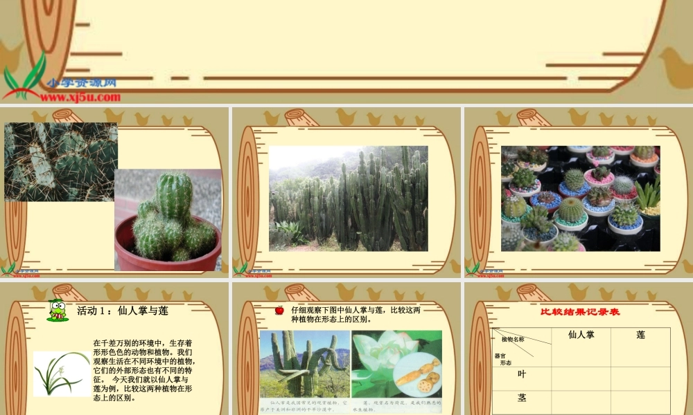 冀教小学科学五上册《8仙人掌的刺 》PPT课件.ppt