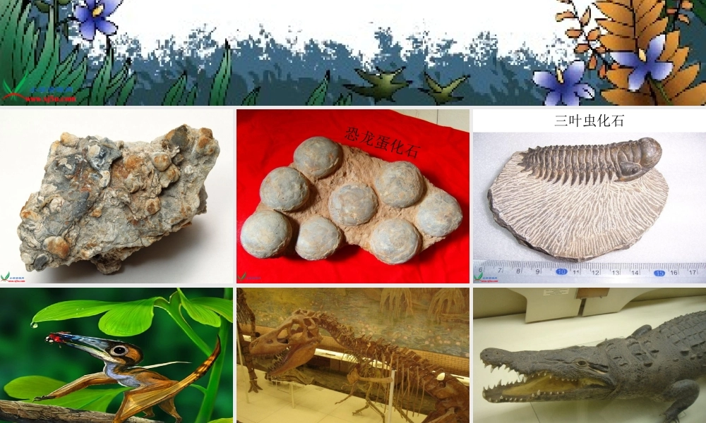 冀教小学科学五下册《10生命从哪里来》ppt课件【加微信公众号 jiaoxuewuyou 九折优惠qq 1119139686】.ppt