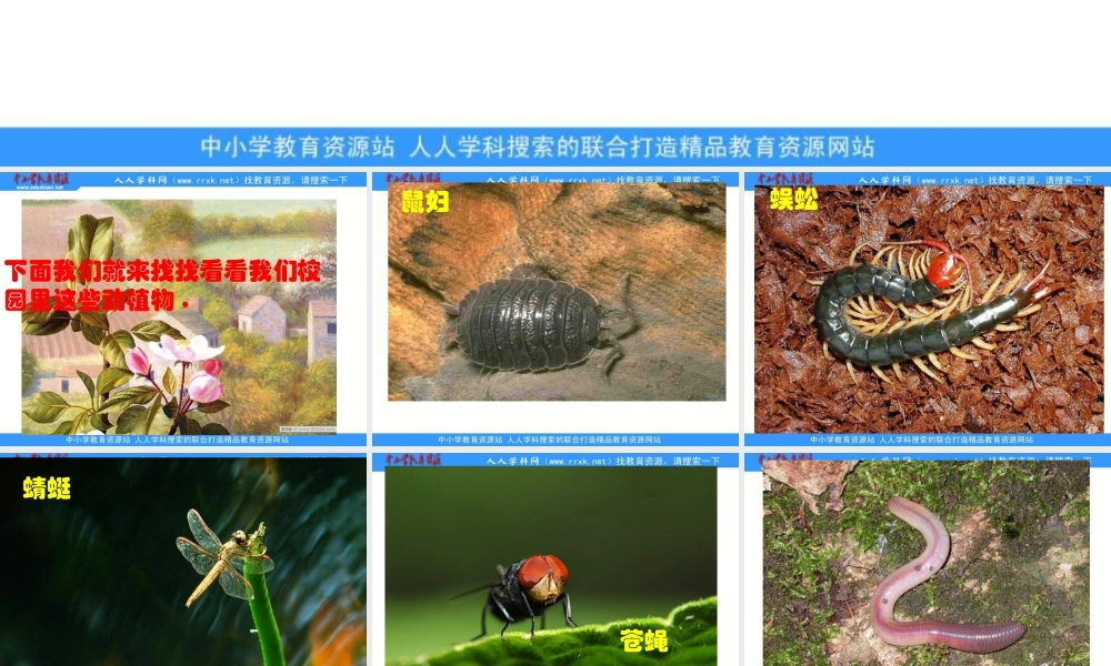 教科小学科学六上《4.1、校园生物大搜索》PPT课件(2)【加微信公众号 jiaoxuewuyou 九折优惠 qq 1119139686】.ppt