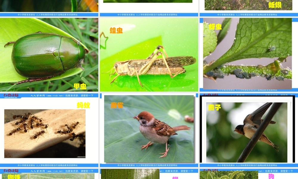 教科小学科学六上《4.1、校园生物大搜索》PPT课件(2)【加微信公众号 jiaoxuewuyou 九折优惠 qq 1119139686】.ppt