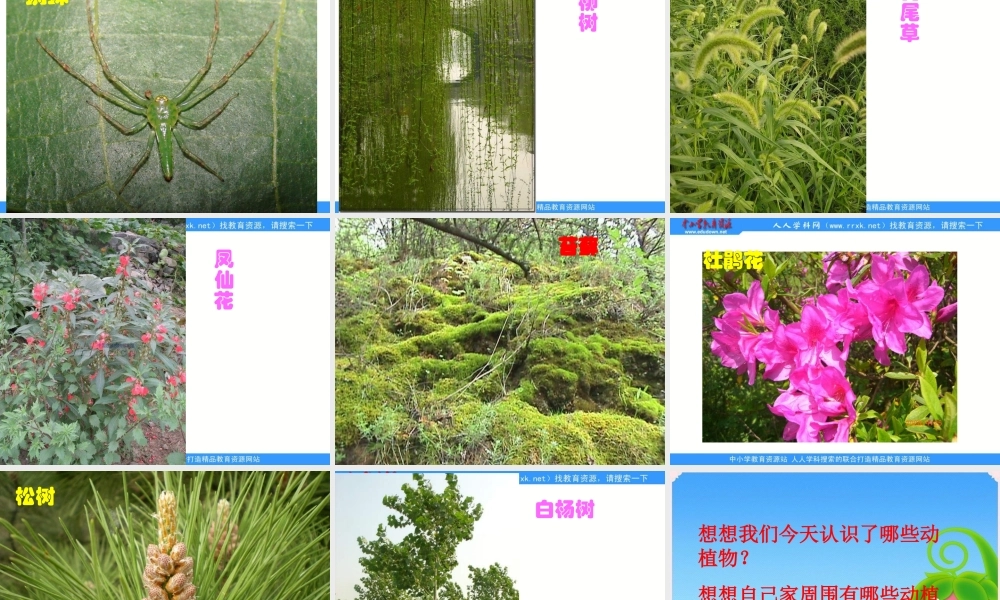 教科小学科学六上《4.1、校园生物大搜索》PPT课件(2)【加微信公众号 jiaoxuewuyou 九折优惠 qq 1119139686】.ppt