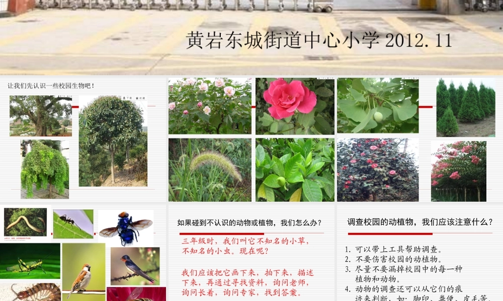 教科小学科学六上《4.1、校园生物大搜索》PPT课件(1)【加微信公众号 jiaoxuewuyou 九折优惠 qq 1119139686】.ppt