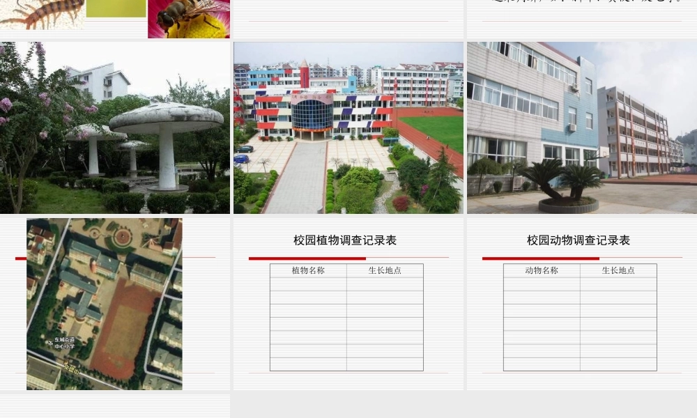 教科小学科学六上《4.1、校园生物大搜索》PPT课件(1)【加微信公众号 jiaoxuewuyou 九折优惠 qq 1119139686】.ppt