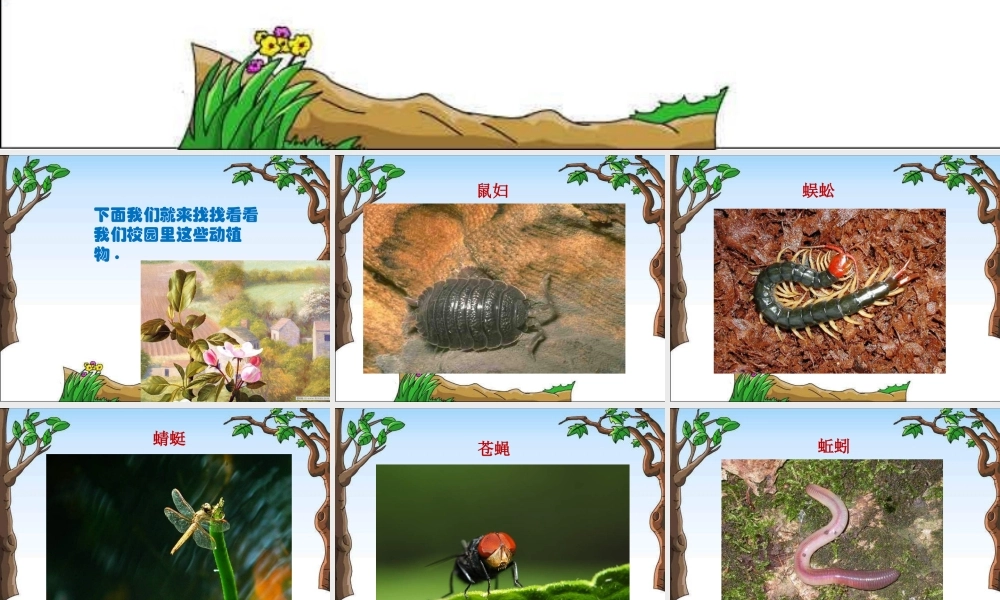 教科小学科学六上《4.1、校园生物大搜索》PPT课件(4)【加微信公众号 jiaoxuewuyou 九折优惠 qq 1119139686】.ppt