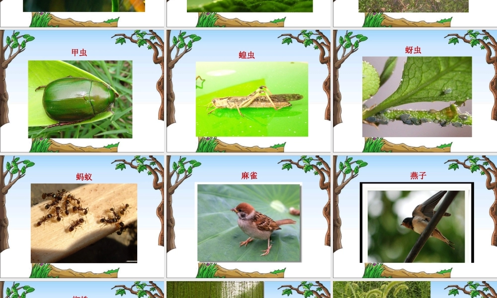 教科小学科学六上《4.1、校园生物大搜索》PPT课件(4)【加微信公众号 jiaoxuewuyou 九折优惠 qq 1119139686】.ppt