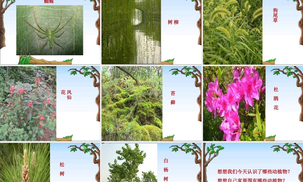 教科小学科学六上《4.1、校园生物大搜索》PPT课件(4)【加微信公众号 jiaoxuewuyou 九折优惠 qq 1119139686】.ppt