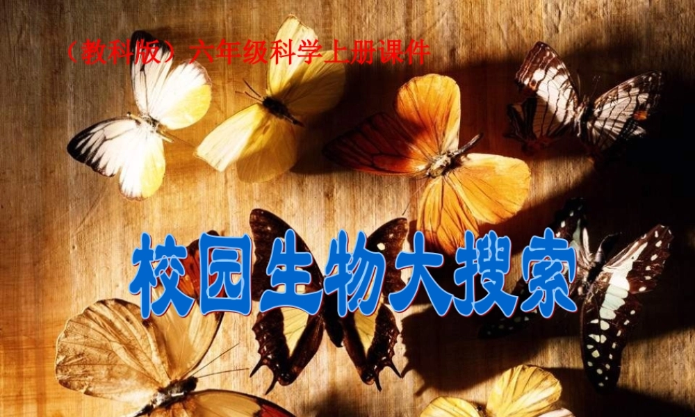 教科小学科学六上《4.1、校园生物大搜索》PPT课件(7)【加微信公众号 jiaoxuewuyou 九折优惠 qq 1119139686】.ppt