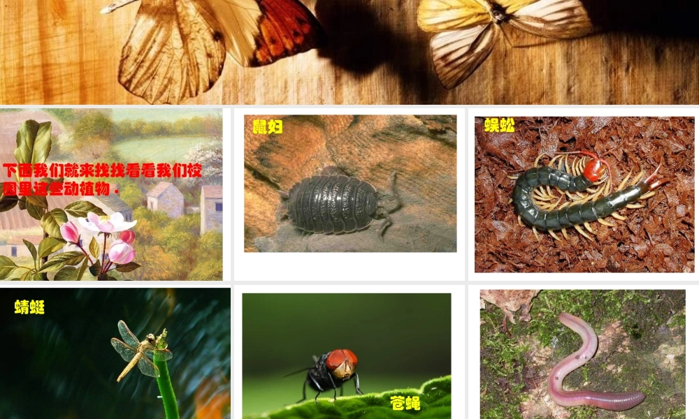 教科小学科学六上《4.1、校园生物大搜索》PPT课件(7)【加微信公众号 jiaoxuewuyou 九折优惠 qq 1119139686】.ppt