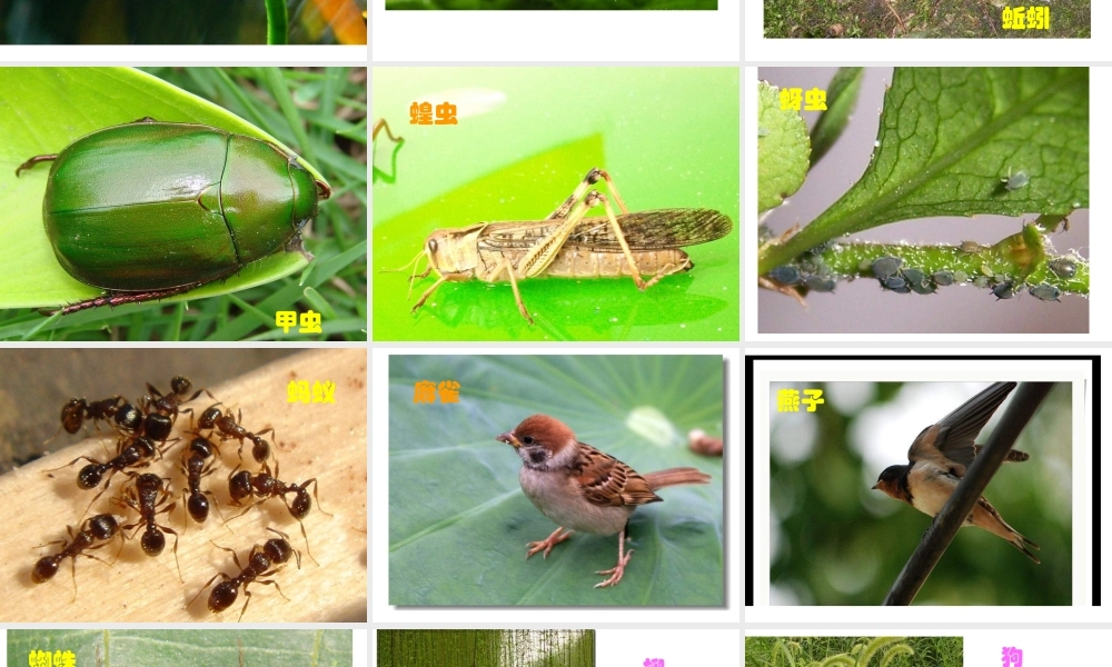 教科小学科学六上《4.1、校园生物大搜索》PPT课件(7)【加微信公众号 jiaoxuewuyou 九折优惠 qq 1119139686】.ppt