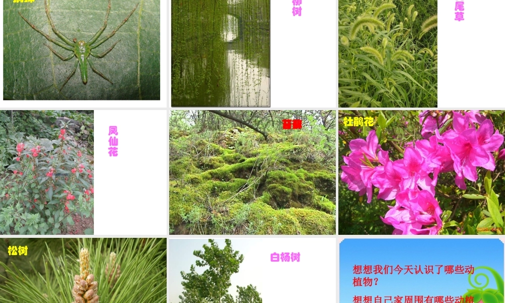 教科小学科学六上《4.1、校园生物大搜索》PPT课件(7)【加微信公众号 jiaoxuewuyou 九折优惠 qq 1119139686】.ppt