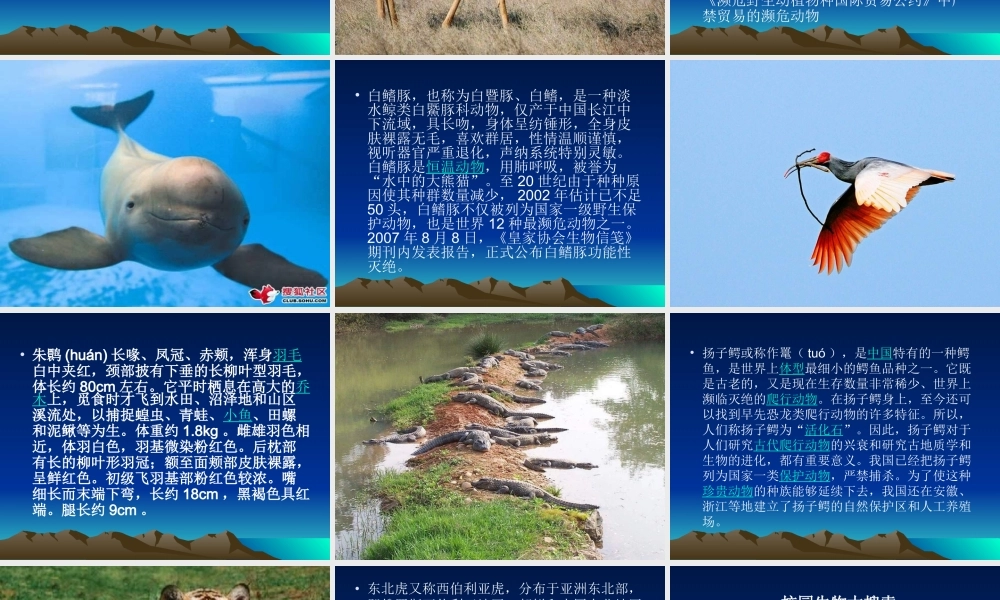 教科小学科学六上《4.1、校园生物大搜索》PPT课件(5)【加微信公众号 jiaoxuewuyou 九折优惠 qq 1119139686】.ppt