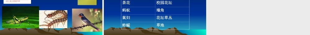 教科小学科学六上《4.1、校园生物大搜索》PPT课件(5)【加微信公众号 jiaoxuewuyou 九折优惠 qq 1119139686】.ppt