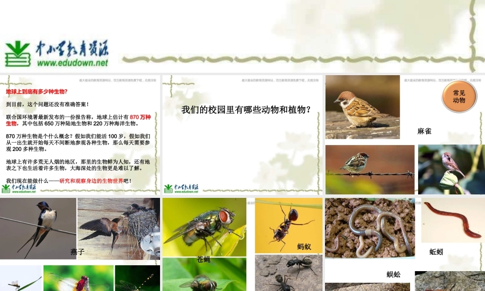 教科小学科学六上《4.1、校园生物大搜索》PPT课件(8)【加微信公众号 jiaoxuewuyou 九折优惠 qq 1119139686】.ppt