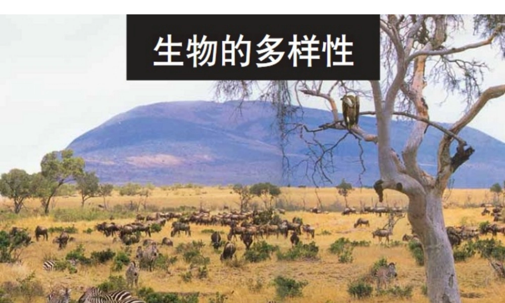 教科小学科学六上《4.1、校园生物大搜索》PPT课件(6)【加微信公众号 jiaoxuewuyou 九折优惠 qq 1119139686】.ppt