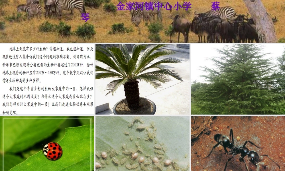 教科小学科学六上《4.1、校园生物大搜索》PPT课件(6)【加微信公众号 jiaoxuewuyou 九折优惠 qq 1119139686】.ppt