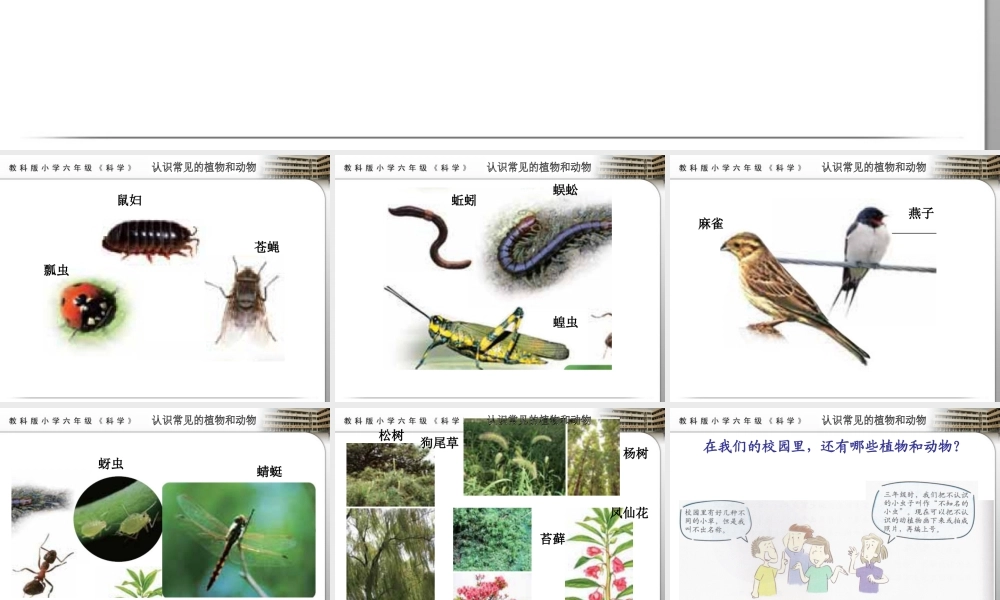 教科小学科学六上《4.1、校园生物大搜索》PPT课件(10)【加微信公众号 jiaoxuewuyou 九折优惠 qq 1119139686】.ppt