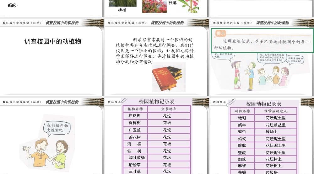 教科小学科学六上《4.1、校园生物大搜索》PPT课件(10)【加微信公众号 jiaoxuewuyou 九折优惠 qq 1119139686】.ppt