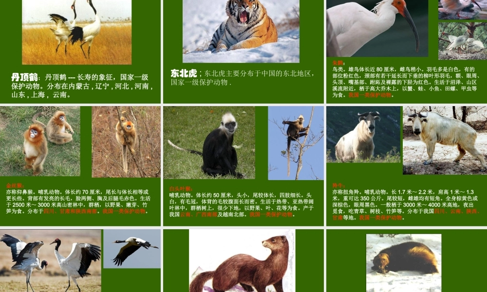 教科小学科学六上《4.2、校园生物分布图》PPT课件(6)【加微信公众号 jiaoxuewuyou 九折优惠 qq 1119139686】.ppt