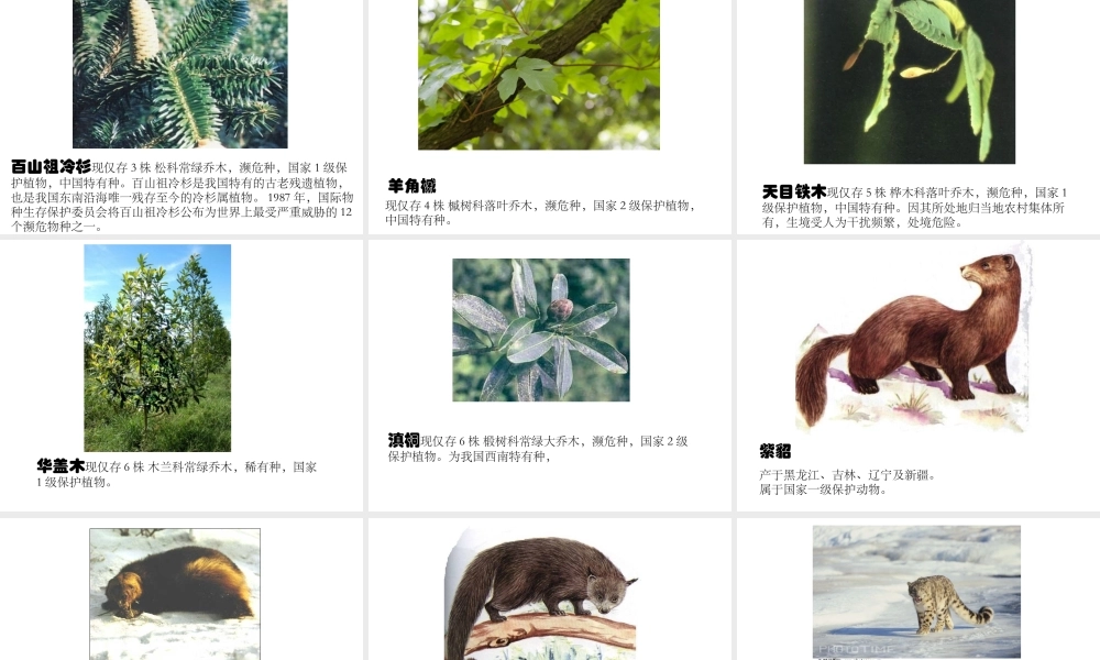 教科小学科学六上《4.2、校园生物分布图》PPT课件(7)【加微信公众号 jiaoxuewuyou 九折优惠 qq 1119139686】.ppt